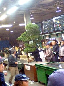 本日 札幌では「松セリ」でした｜「フルール若林」　（北海道札幌市中央区の花キューピット加盟店 花屋）のブログ