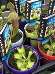 今年も食虫植物第一弾|「フルール若林」　（北海道札幌市中央区の花屋）のブログ