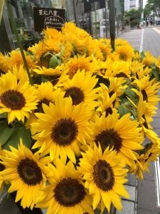 父の日！！ひまわりフェア！|「フルール若林」　（北海道札幌市中央区の花屋）のブログ